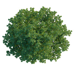 Obraz premium Quercus ilex tree plan, top view, cutout, isolate, good for architecture visualization, Vibrant green tree with lush foliage on transparent background