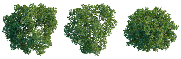 Fototapeta premium Quercus ilex tree plan, top view, cutout, isolate, good for architecture visualization, Three lush green tree canopies isolated on transparent background
