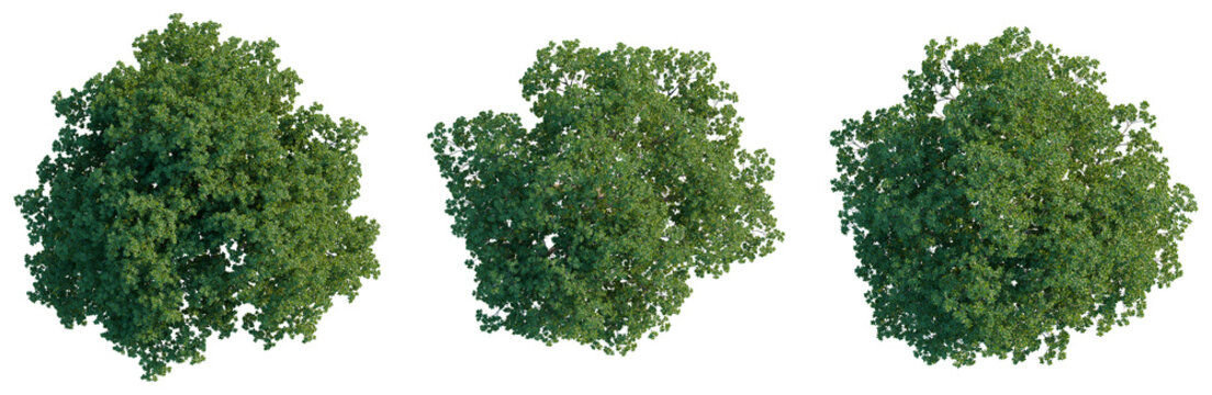 Quercus ilex tree plan, top view, cutout, isolate, good for architecture visualization, Three lush green tree canopies for landscaping and design projects