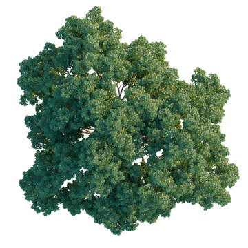 Quercus petraea tree plan, top view, cutout, isolate, good for architecture visualization, Vibrant green tree canopy with lush foliage and branches