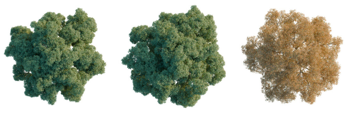 Quercus suber tree plan, top view, cutout, isolate, good for architecture visualization, Three seasonal tree canopies in vibrant green and golden hues