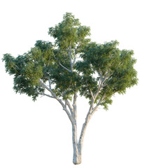 Corymbia aparrerinja tree, front view, cutout, isolate, Elevation good for architecture visualization, Isolated eucalyptus tree for versatile design use © DH Tree Stock