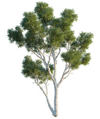 Corymbia aparrerinja tree, front view, cutout, isolate, Elevation good for architecture visualization, Isolated eucalyptus tree with white trunk and green leaves © DH Tree Stock