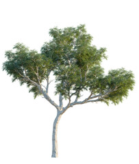 Corymbia aparrerinja tree, front view, cutout, isolate, Elevation good for architecture visualization, Isolated eucalyptus tree with lush green leaves on white background © DH Tree Stock