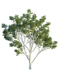 Obraz premium Corymbia citriodora tree, front view, cutout, isolate, Elevation good for architecture visualization, Serene tree with lush green leaves on clean white background