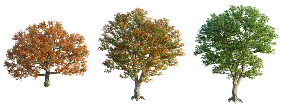Acer platanoides tree, front view, cutout, isolate, Elevation good for architecture visualization, Three trees showcase seasonal change with vibrant leaves