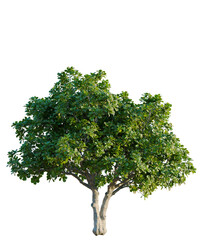 Obraz premium Ficus lyrata tree, front view, cutout, isolate, Elevation good for architecture visualization, A vibrant green tree with thick foliage on a transparent background