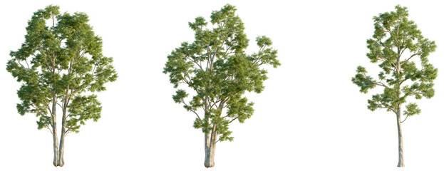 Obraz premium Eucalyptus globulus tree, front view, cutout, isolate, Elevation good for architecture visualization, Three green trees with light trunks on transparent background
