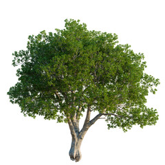 Obraz premium Mature tree with lush green leaves on transparent background