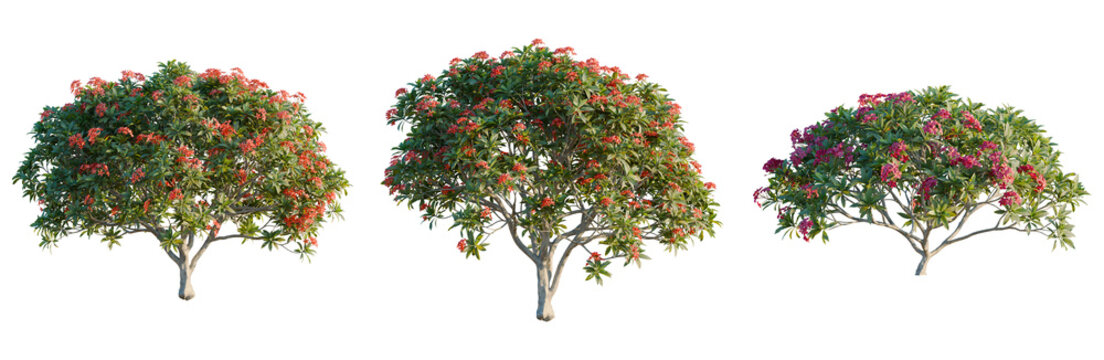 Plumeria rubra tree, front view, cutout, isolate, Elevation good for architecture visualization, Beautiful flowering trees with lush green leaves on transparent background
