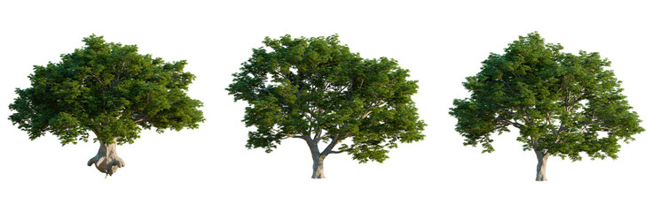 Obraz premium Quercus petraea tree, front view, cutout, isolate, Elevation good for architecture visualization, Set of three green trees on transparent background for design