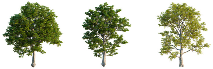 Quercus petraea tree, front view, cutout, isolate, Elevation good for architecture visualization, Three trees with varying green leaves on transparent background