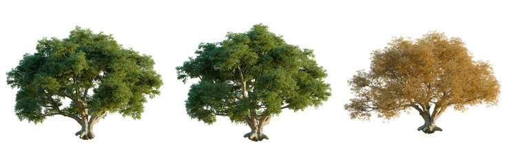 Fototapeta premium Quercus suber tree, front view, cutout, isolate, Elevation good for architecture visualization, Three trees showcasing seasonal change with lush green and vibrant yellow leaves
