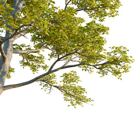 Fototapeta premium Quercus petraea tree, corner view, cutout, transparent background, isolate, good for architecture visualization, Tree branches with green leaves on transparent background