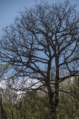 Eiche ohne Laub vor blauem Himmel