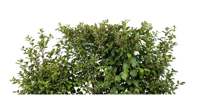 Lush green bush with dense foliage isolated on transparent background