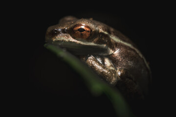 Tiny Tree frog on a leaf