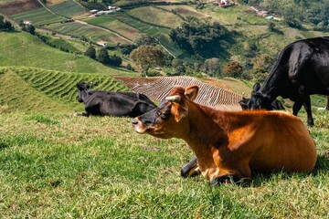 Brown cow sitting in a lush meadow with a panoramic view of agricultural terraces and mountains