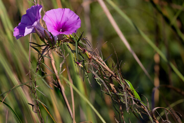 Vibrant Green Lizard on a vibrant pink flower