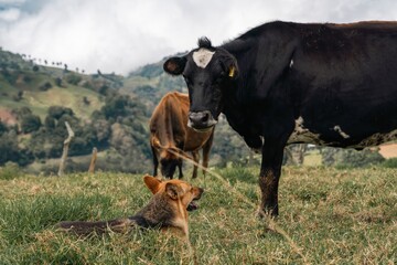 Shepherd dog resting in the grass facing a large black cow in a rural mountain pasture