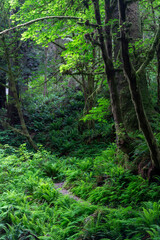Hiking trail in Redwoods National Park