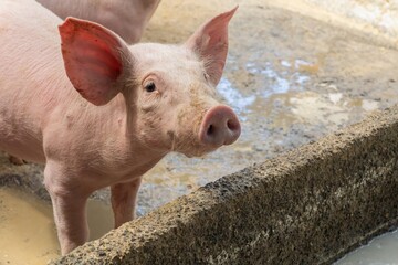 Portrait of a young pink piglet standing in a traditional barn enclosure