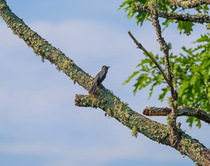 Gray Catbird Singing in a Tree