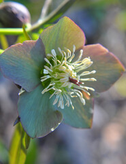 helleborus purpurascens