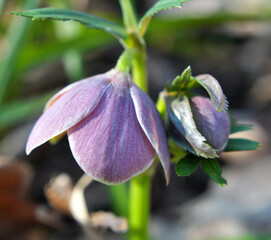 helleborus purpurascens