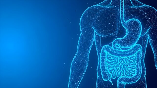 Digital wireframe visualization of the human digestive system anatomy including the stomach and intestines highlighted in glowing blue lines against a dark background representing internal health tech - Powered by Adobe