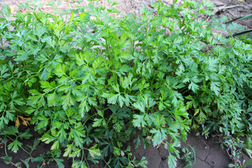 Parsley grows in open ground