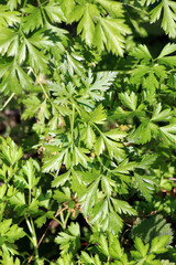 Parsley grows in open ground