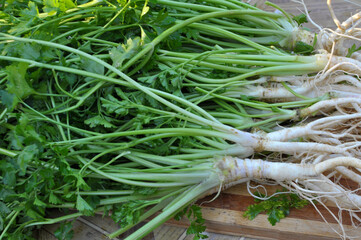 Freshly harvested parsley with leaves and roots.
