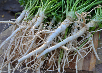 Freshly harvested parsley with leaves and roots.