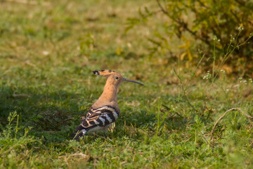 Eurasian Hoopoe  in the grass © Sagar Mallik