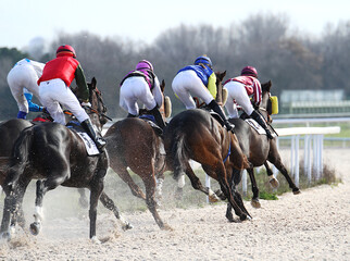 Caballos galopando en grupo y jockeys a toda velocidad en carerra en hip&oacute;dromo