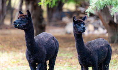 Alpacas    