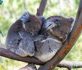 koalas sleeping on a tree © Tim