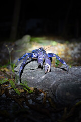 Kaveu &ndash; Coconut Crab of Makatea Island