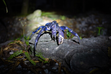 Kaveu &ndash; Coconut Crab of Makatea Island