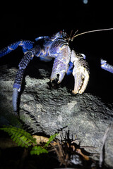Kaveu &ndash; Coconut Crab of Makatea Island