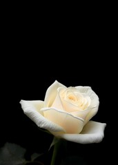 White rose on black background funeral flowers funeral flower death grief ceremony floral loss dead sadness cemetery bouquet mourning