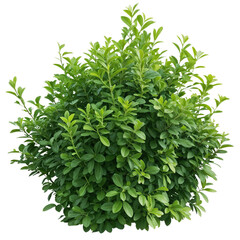 Obraz premium Green Shrub with Dense Oval Leaves for Botanical, Gardening, and Landscaping Design Transparent PNG