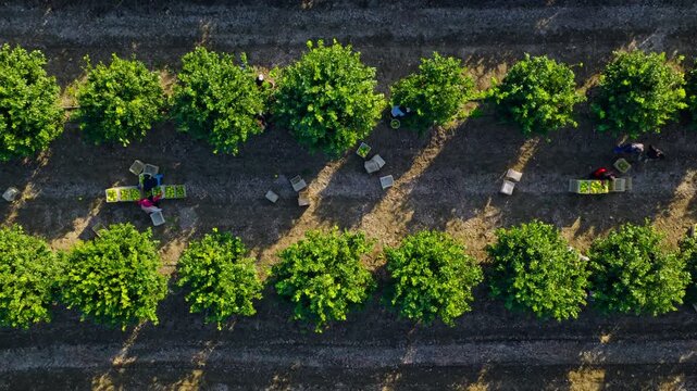 Aerial view of workers harvesting fruit inside a citrus orchard, with crates filled with fresh produce arranged across the fields. 