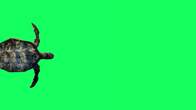 3D Reptile turtle undersea swimming enter to the left side and exit on the right side animation with top view on green screen, 4k tortoise, Cooters aquatic animal moving towards dive on chroma key