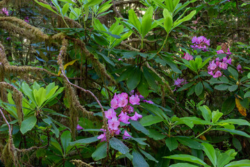 Rhododendron blossoms surrounded by branches covered in spanish moss