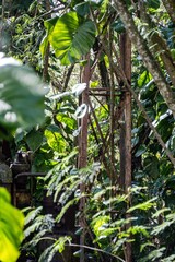 Makatea Island &ndash; Rugged Raised Atoll of French Polynesia