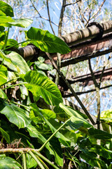 Makatea Island &ndash; Rugged Raised Atoll of French Polynesia