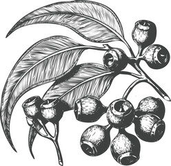 Detailed leaf berry engraving art transparent and eps