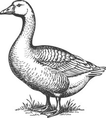 Black and white goose engraving art transparent and eps
